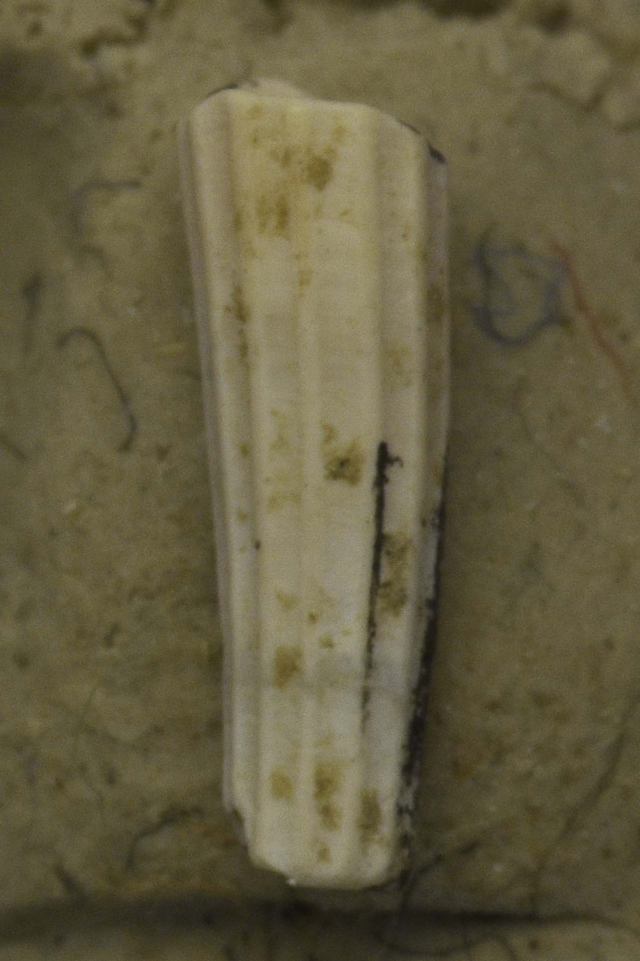 Bolinus brandaris: forma attuale??